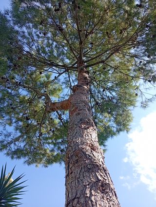 PODA Y TALA DE ÁRBOLES Y PALMERAS
