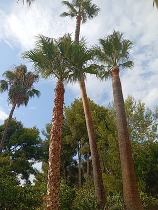 PODA Y TALA DE ÁRBOLES Y PALMERAS
