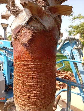 PODA Y TALA DE ÁRBOLES Y PALMERAS
