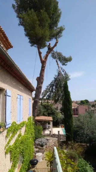 PODA Y TALA DE ÁRBOLES Y PALMERAS
