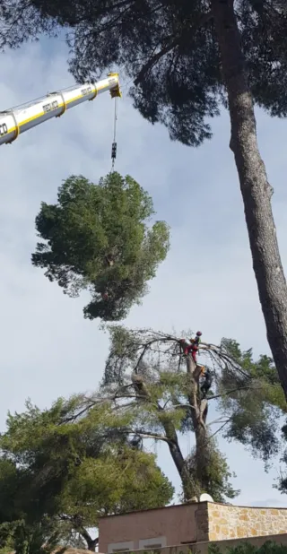 PODA Y TALA DE ÁRBOLES Y PALMERAS
