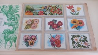 Álbum Vida y Color - Colección Temática. Completo 