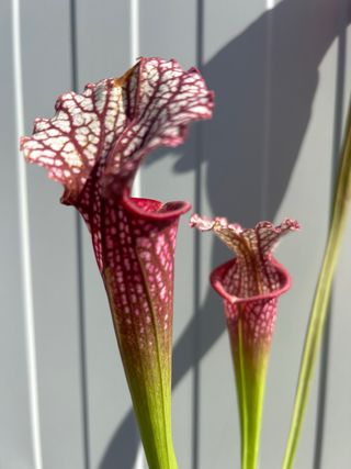 Evans x Umlauftiana #3.planta carnívora