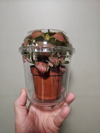 Tarrinas plástico transparente para plantas 25 uds