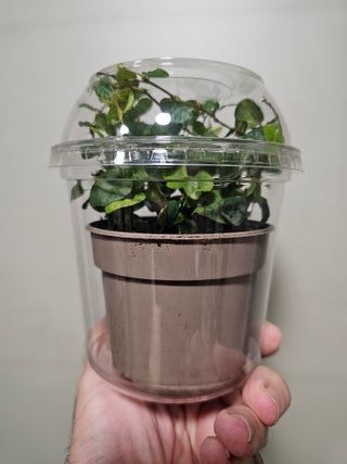 Tarrinas plástico transparente para plantas 25 uds
