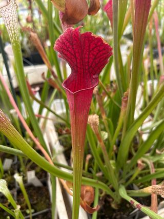 Bonbon x self #2.planta carnívora