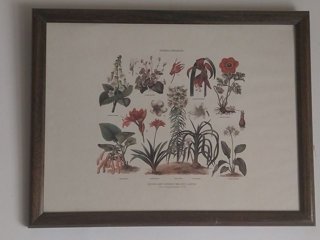 Lámina antigua botánica enmarcada