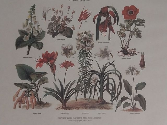 Lámina antigua botánica enmarcada