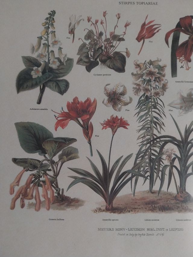 Lámina antigua botánica enmarcada