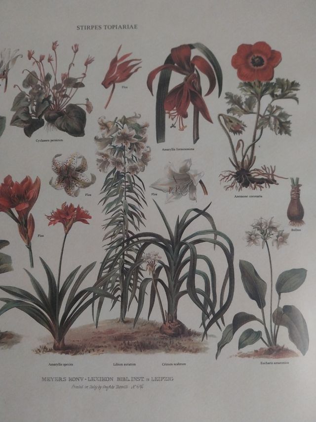 Lámina antigua botánica enmarcada