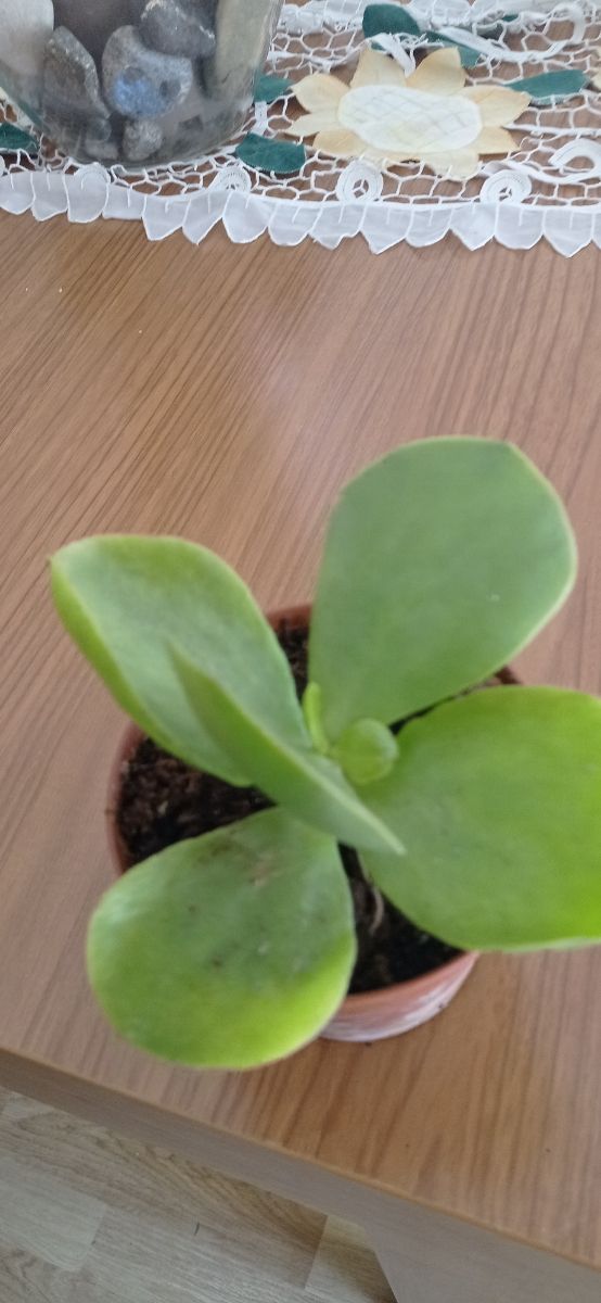 Kalanchoe farinacea planta suculenta