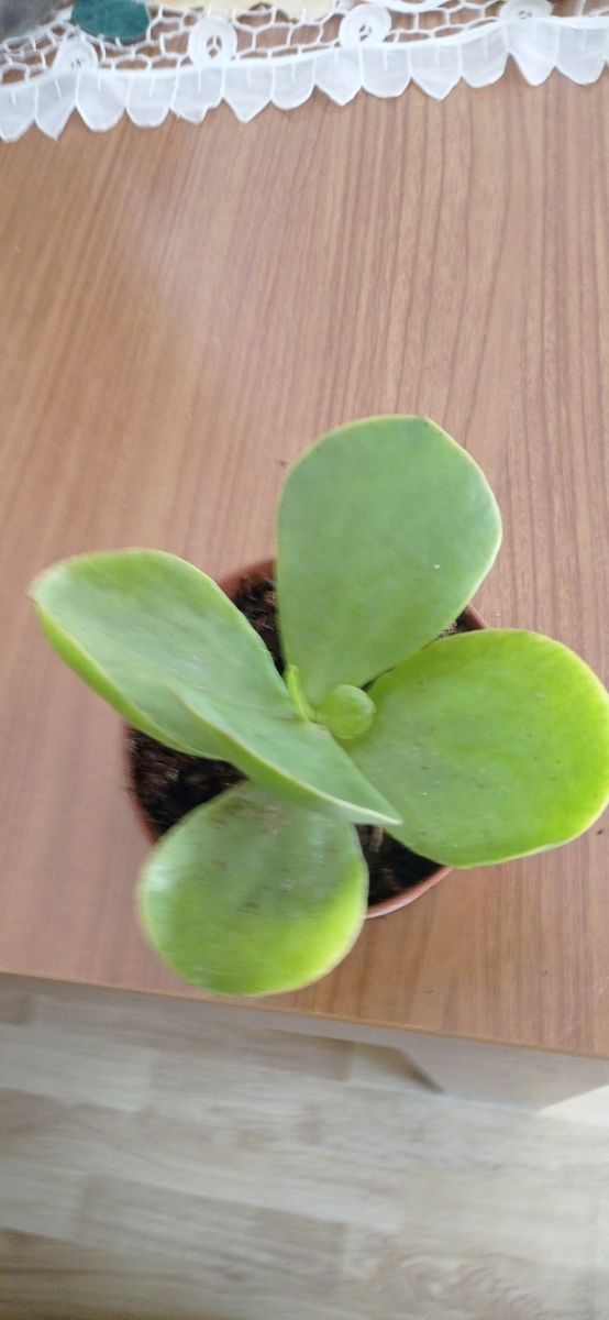 Kalanchoe farinacea planta suculenta