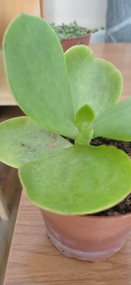 Kalanchoe farinacea planta suculenta