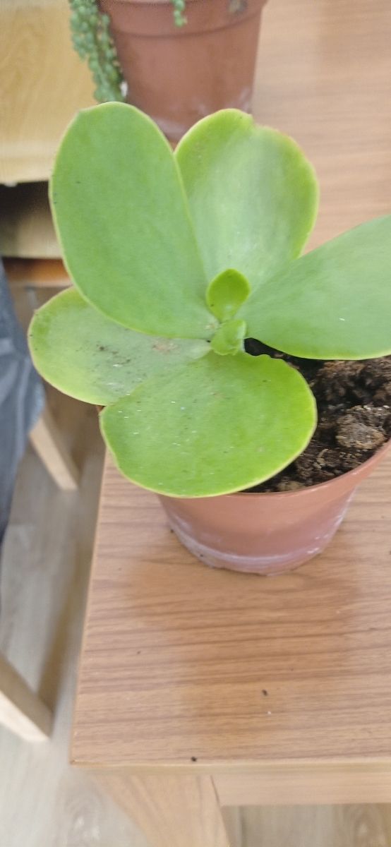 Kalanchoe farinacea planta suculenta