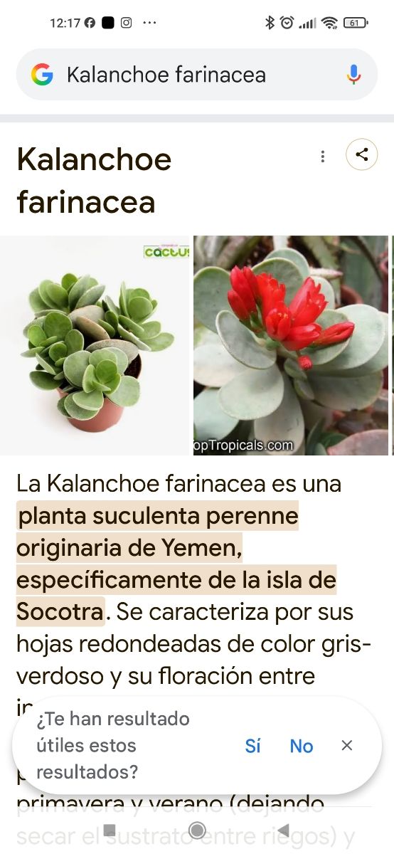 Kalanchoe farinacea planta suculenta