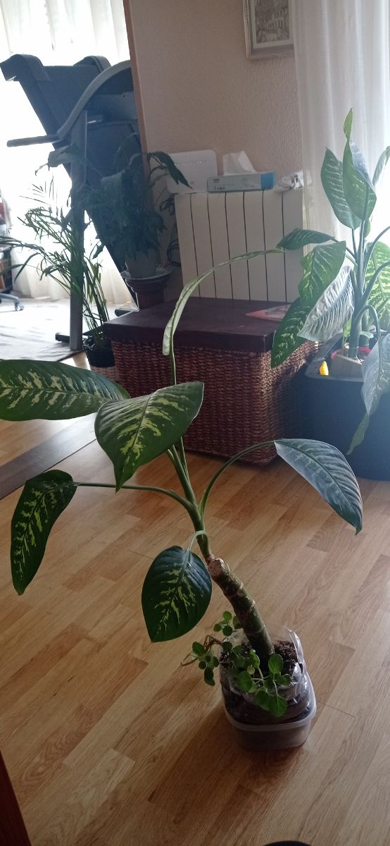 Planta Dieffenbaquia  está justa para trasplantar