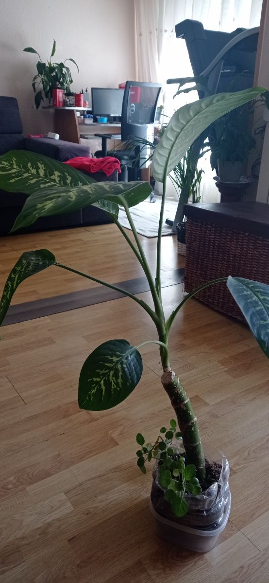 Planta Dieffenbaquia  está justa para trasplantar