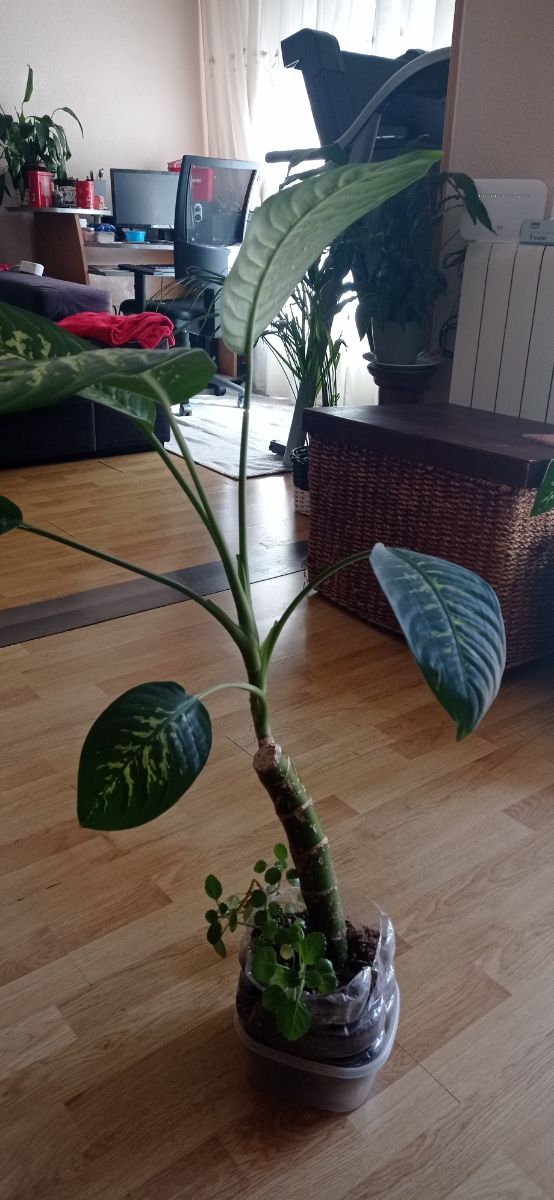 Planta Dieffenbaquia  está justa para trasplantar