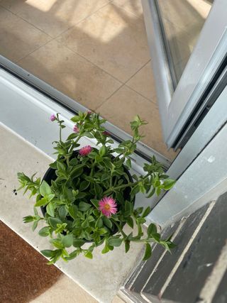 Planta con flores rosas Mesembryanthemun cordifoli