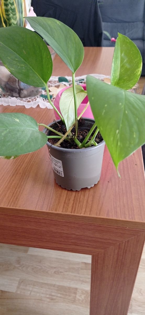 Planta Potos  va sin la maseta decorativa
