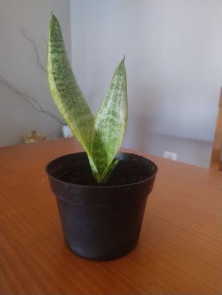 Planta Sansevieria con maceta