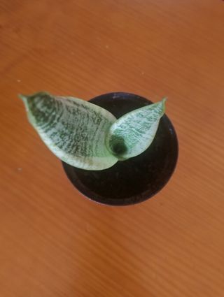 Planta Sansevieria con maceta