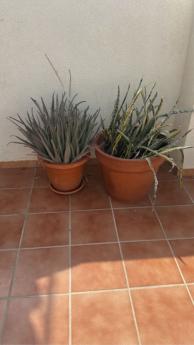 Cactus en maceta grande