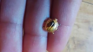 Pendiente escarabajo dorado