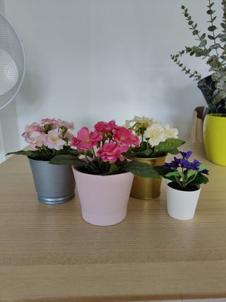 6 Flores Decoración con Macetas o cubo