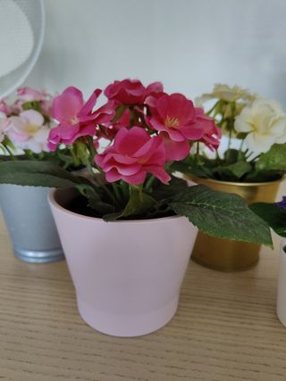 6 Flores Decoración con Macetas o cubo