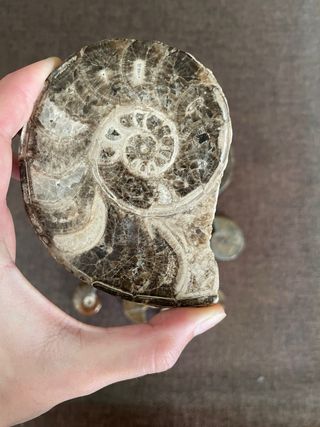 Amonites Pulidos - Fósiles