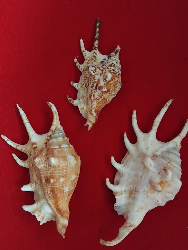 Lotto  2  Belle Conchiglie Marine