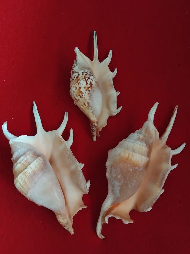 Lotto  2  Belle Conchiglie Marine