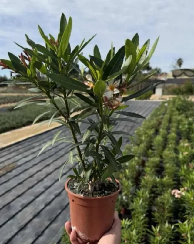 4 Plantas Adelfas Mini C-14