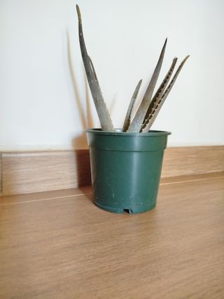 Planta Aloe Vera en maceta verde