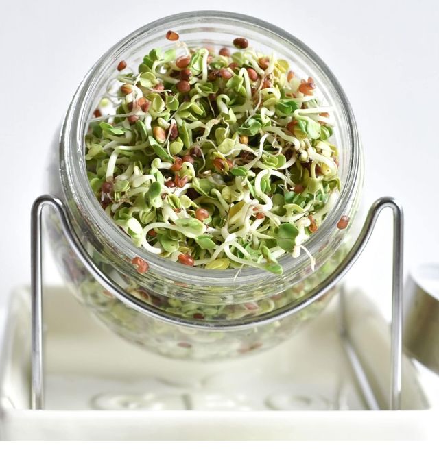 Germinador GEO con bandeja