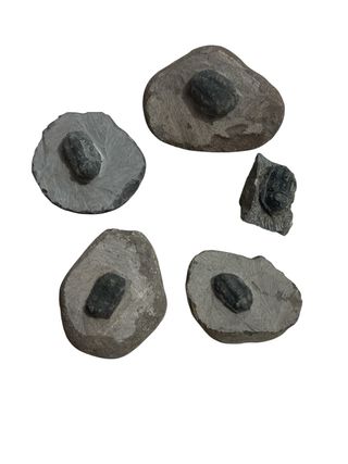 Trilobites Fósiles en Roca 5 piezas 