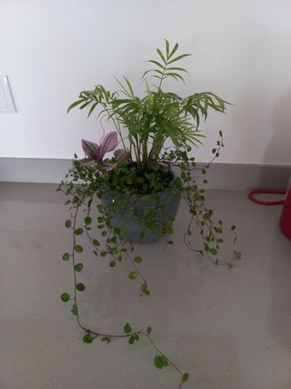 Lote 3 Plantas naturais