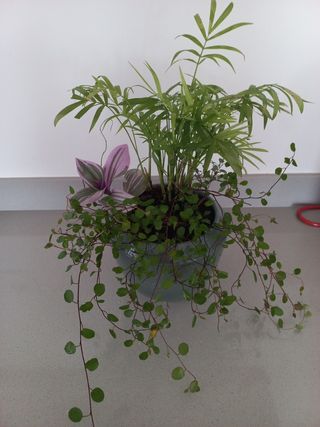 Lote 3 Plantas naturais