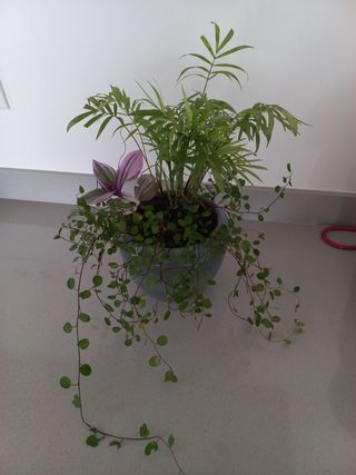 Lote 3 Plantas naturais