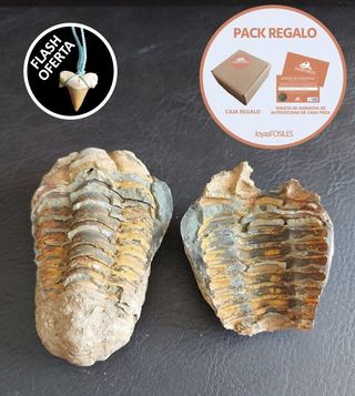 Fósil Trilobite Alta Calidad