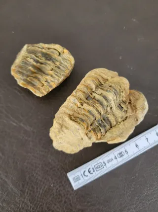 Fósil Trilobite Alta Calidad