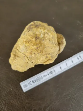 Fósil Trilobite Alta Calidad