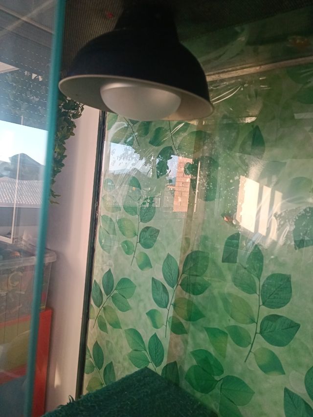 Terrario con accesorios