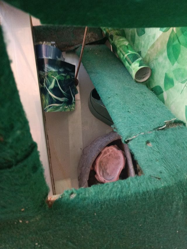 Terrario con accesorios