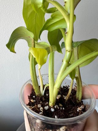 Philodendron domesticum Lemon Lime