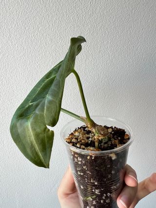 Anthurium Forgetii
