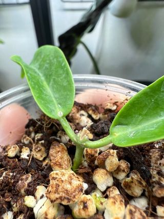 Hoya Chlorantha var. Chlorantha
