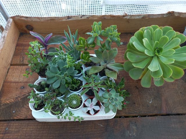 Lote 21 Suculentas Variadas