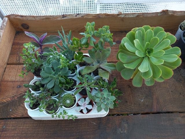 Lote 21 Suculentas Variadas